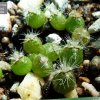 Cleistocactus_ baumannii _03